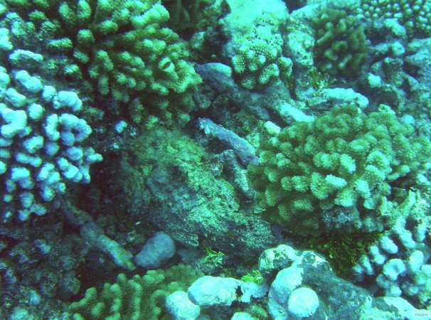 51- Cherchez le poisson pierre ... 